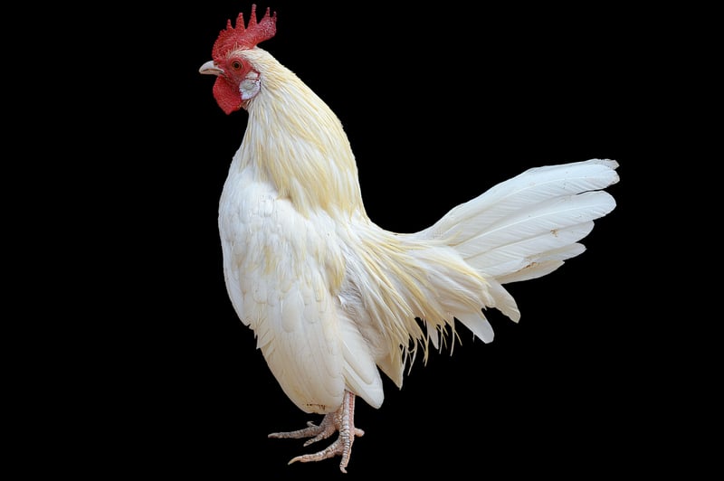 Phoenix Image